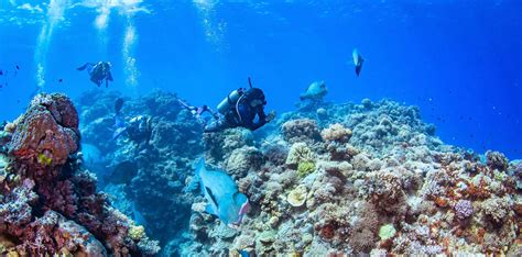 Great Barrier Reef Scuba Diving-GreatBarrierReefTours.com