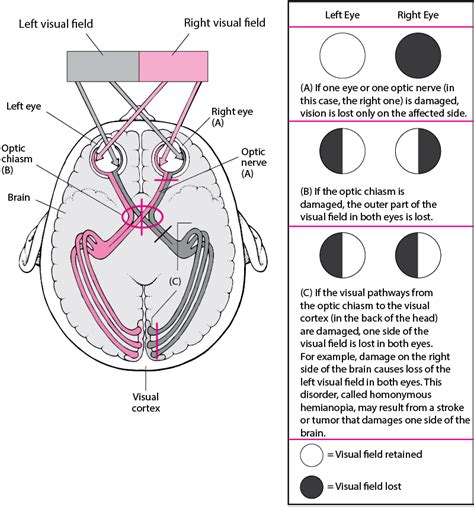 Optic Nerve Function - astonishingceiyrs