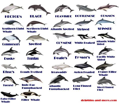 Different types of dolphins | learn about dolphins | Types of whales ...