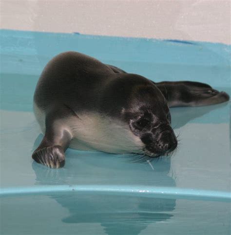 Rare Hooded Seal Pup Found In Springs | East Hampton, NY Patch