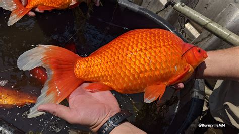 Nourriture Poisson Rouge Fait Maison | Ventana Blog