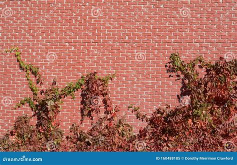 Virginia Creeper Vine on Brick Wall Stock Image - Image of city ...