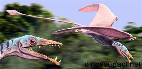 The #Eudimorphodon had the body length of roughly 2 feet so it wasn't ...