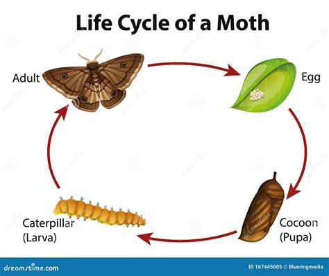 Luna Moth Life Cycle Diagram