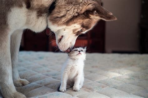 20 Funny Photos of Dogs and Cats Together | Reader’s Digest