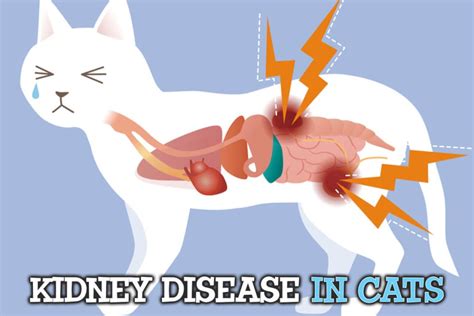 Kidney Disease In Cats - Miami Pet Concierge