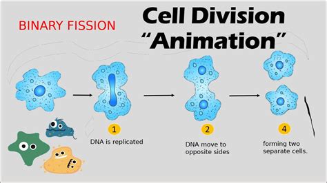 CELL DIVISION | Biology Animation - YouTube