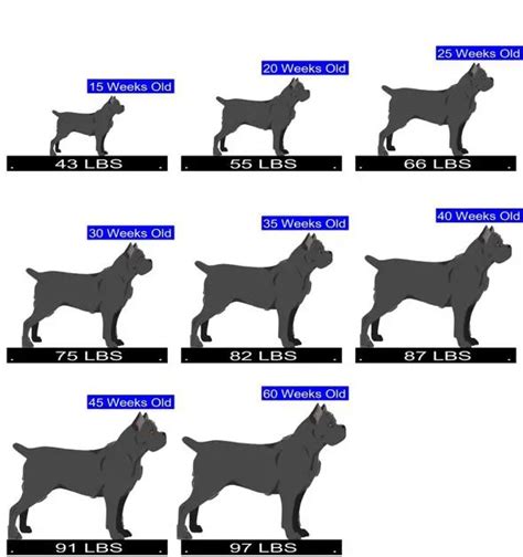 Cane Corso Growth Chart. Cane Corso Weight Calculator.