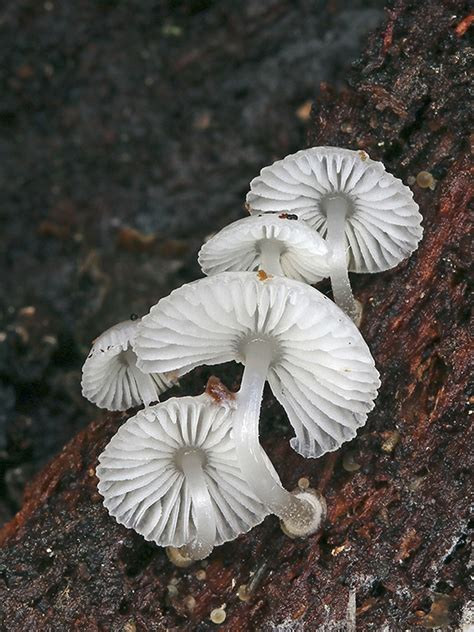 Mycena chlorophos (Berk. & Curt.) Sacc. • CEMAS Orden Agaricales