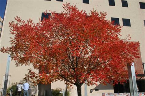 Pistachio Tree: Pictures, Images, Photos, Facts on Pistachio Trees