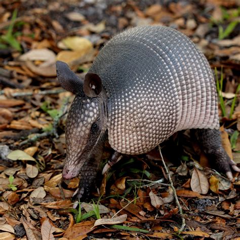 Armadillo