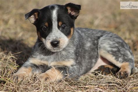 Australian Cattle Dog/Blue Heeler puppy for sale near Grand Rapids ...