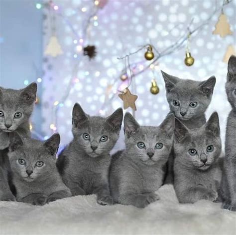 Russian Blue Kittens Male and Famele Ready For Adoption