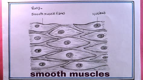 how to draw smooth muscle/muscle tissue diagram/how to draw smooth ...