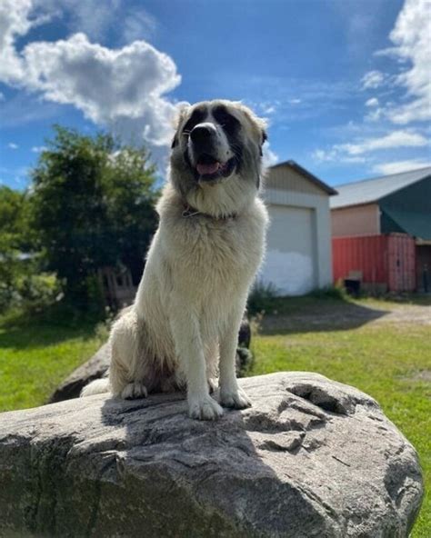 Anatolian Shepherd Great Pyrenees Mix - Your Complete Breed Guide To ...