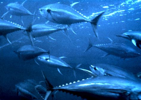 File:Yellowfin tuna nurp.jpg - Wikipedia