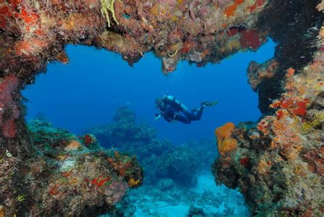 Dive Packages - Aqua Excursions - Scuba Diving Playa del Carmen ...