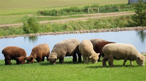 How Big Do Babydoll Sheep Get? What You Need To Know - SheepCaretaker