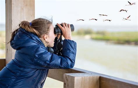 Bird-Watching Has Boomed During the Pandemic