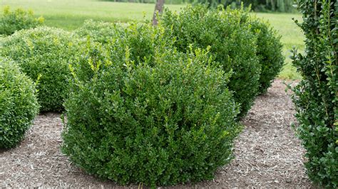 USDA identifies blight resistant boxwood varieties - Nursery Management