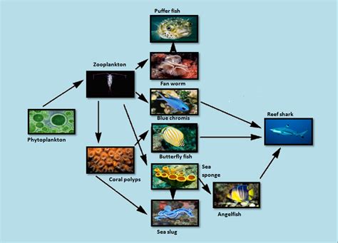 Food Web - The Coral Reef