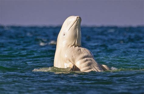 This strangely buff beluga whale has a better six pack than you | Metro ...