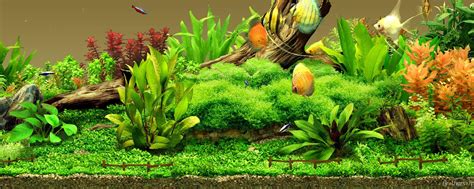 Freshwater Aquarium Wallpapers - Top Free Freshwater Aquarium ...