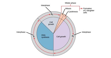 😍 What are the main events of the cell cycle. Stages of the Cell Cycle ...