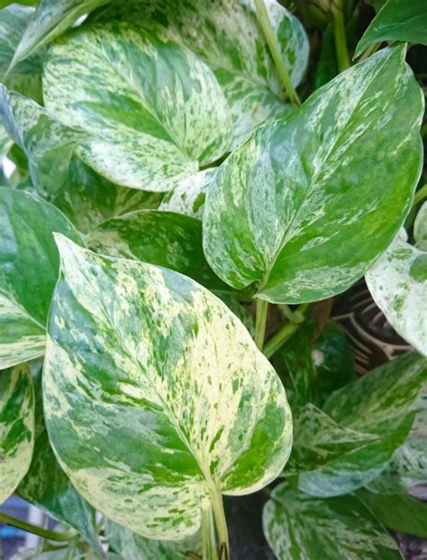 Variegated Pothos Care: All Your Questions Answered - Potted Pixie