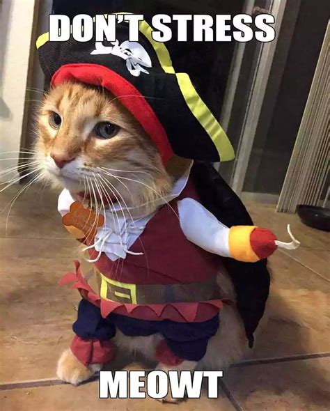 21 Funny Halloween Cat Memes Free Download 2024 - QuotesProject.Com