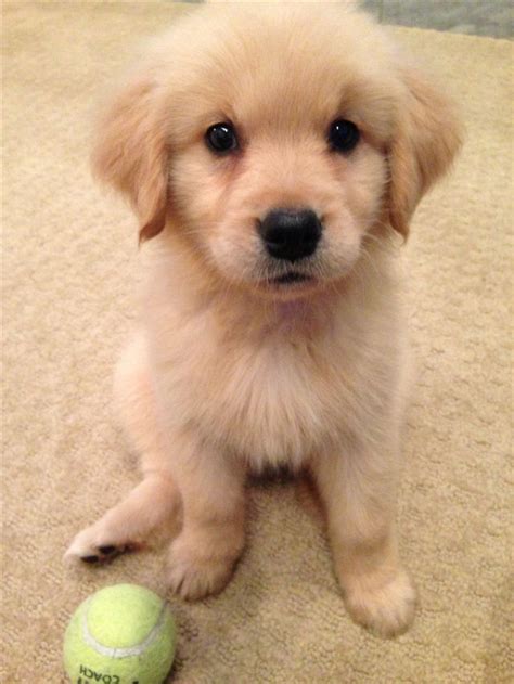 Golden Retriever Puppies For Sale | Irvine, CA #249107