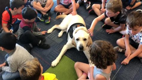 Brighton schools plan to have therapy dogs in every building by spring