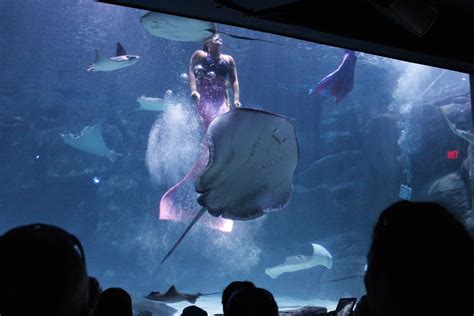 Ripley’s Aquarium Myrtle Beach | Myrtle Beach Aquarium Tickets | Tripster