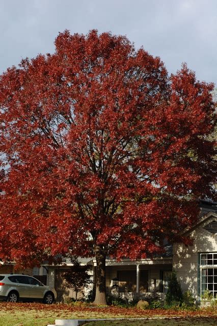 Texas Red Oak Tree Leaves - Juvxxi