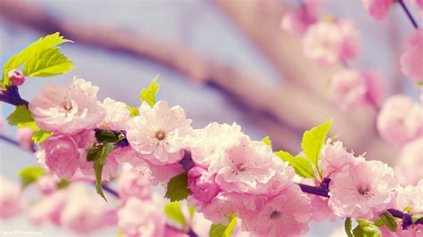 Spring Flowers Wallpaper Backgrounds - WallpaperSafari