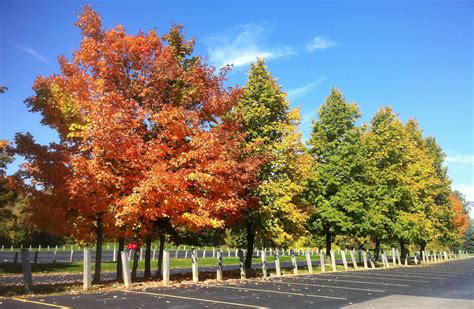 Fall Foliage Tours in Michigan