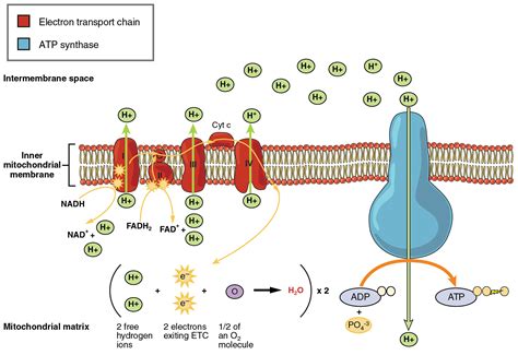 File:2508 The Electron Transport Chain.jpg