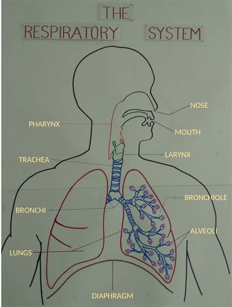 Rat Respiratory System Diagram