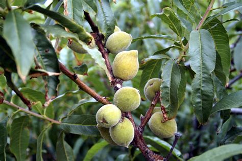 How to Grow Almond Trees | Growing Almonds in right climate