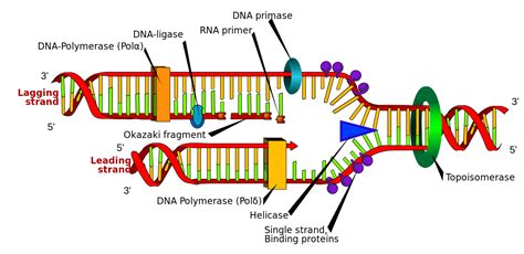 Bio School : What is okazaki fragment?