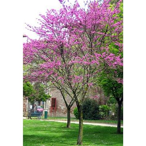 Judas Tree Shade Trees Mature Perth WA