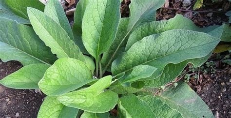 Comfrey uses for Muscles and Bones - Healthy Hildegard