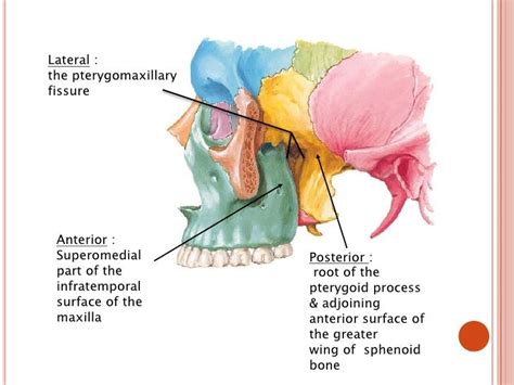 Pterygopalatine ganglion 1