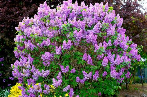 How to Grow Common Lilac Flowering Shrubs - Clean Air Gardening