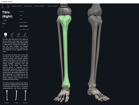 Bones: Tibia. – Anatomy & Physiology