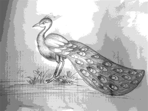 Peacock Images Drawings