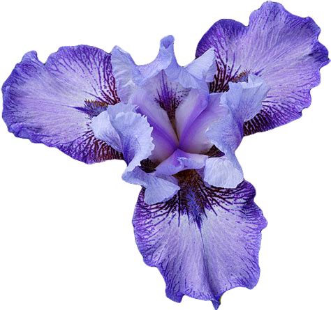 Iris Flower Png - PNG Image Collection