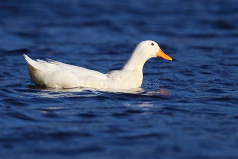 White Duck Swimming on Blue Water in Winter Stock Image - Image of anas ...