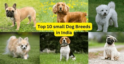 Top 10 Small Dog Breeds in India