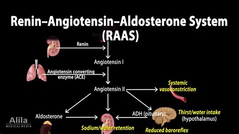 How Is Renin Related To Angiotensin Production And Ultimately ...